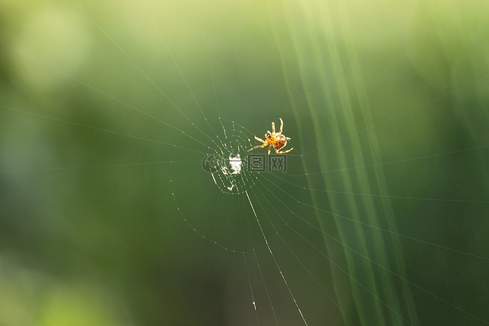 蜘蛛,蛛网捕食者,猎物