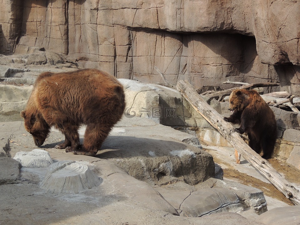 阿拉斯加棕熊,棕色的熊,熊