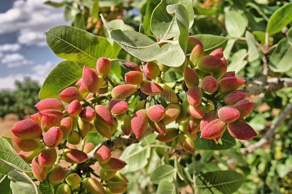 安泰,花生,树