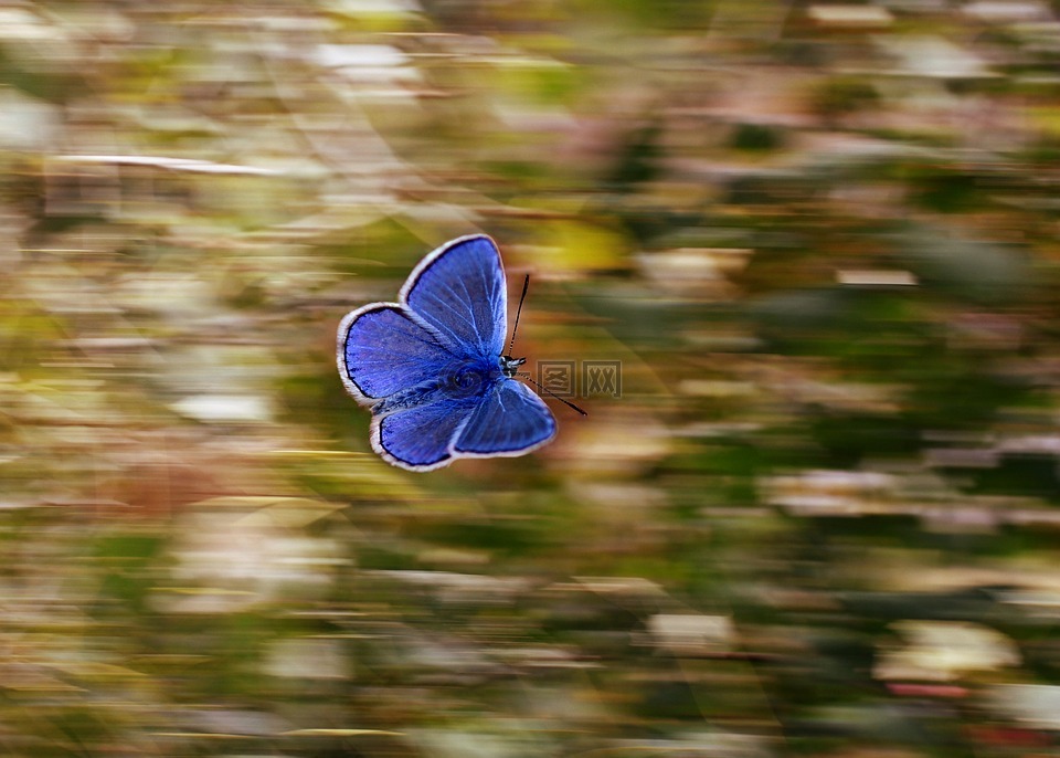 蝴蝶,摇,蓝色