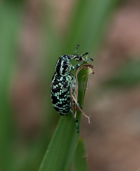 植物学湾象鼻虫,钻石甲虫,chrysolopus壮观