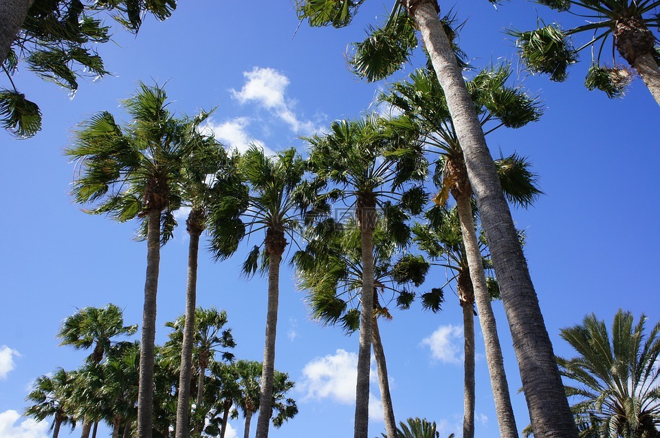 加那利群岛,棕榈树,天空