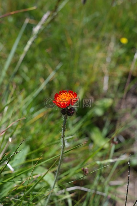橙红色hawkweed,花,开花