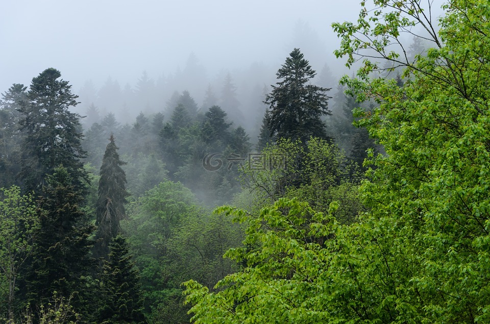 特里贝格,黑色的森林,雾