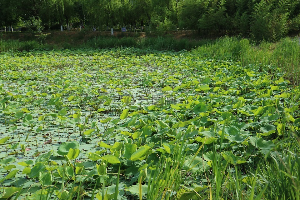 毕业季,荷花池,若水园