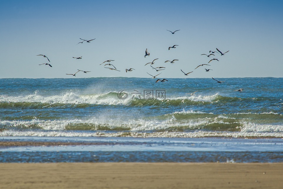 海鸥,海岸,海洋