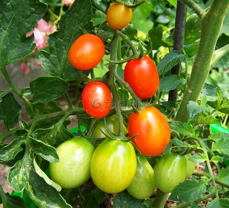 红绿番茄,蔬菜,食品