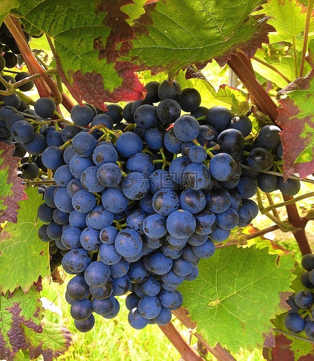 葡萄,蓝色,葡萄种植