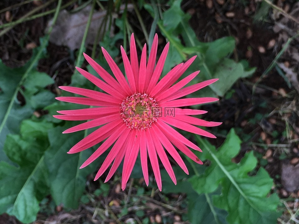 粉紅色的花,花,開花