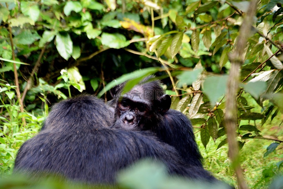 热带森林,黑猩猩,野生动物
