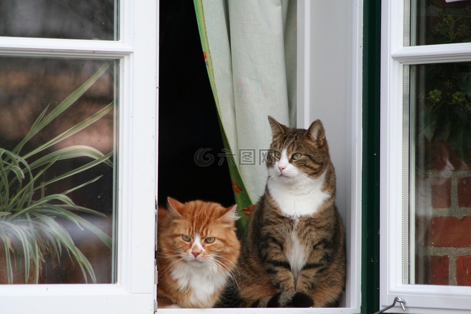 猫,窗口,坐