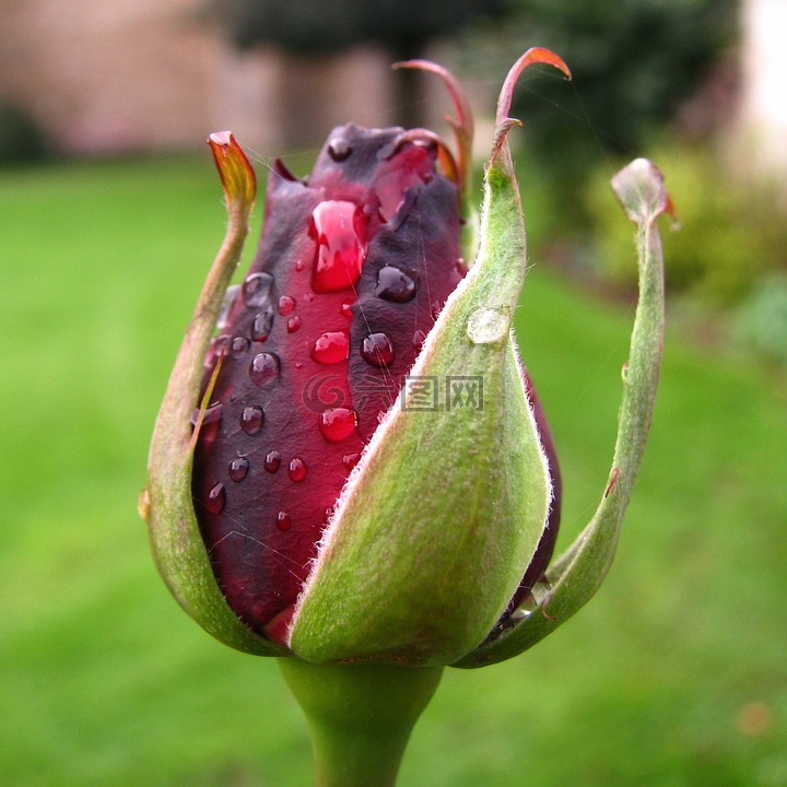 玫瑰,芽,玫瑰花蕾