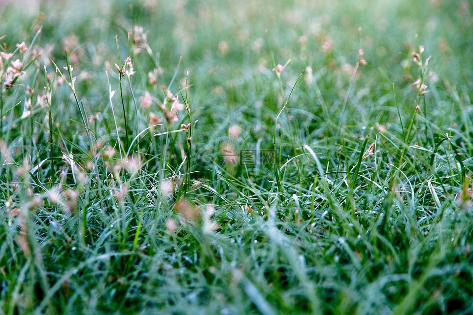 草,表面的草。,草坪