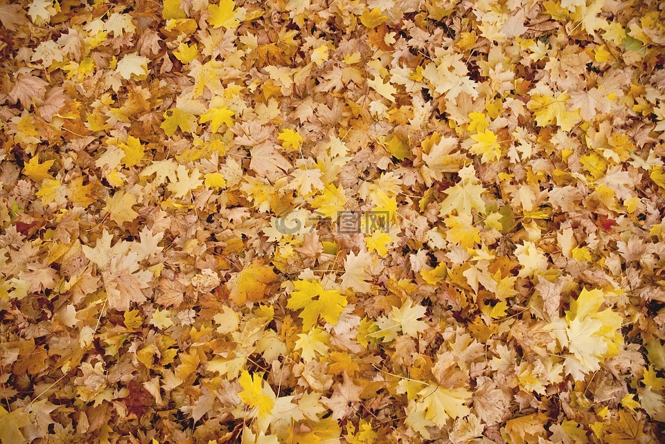 秋,叶子,背景