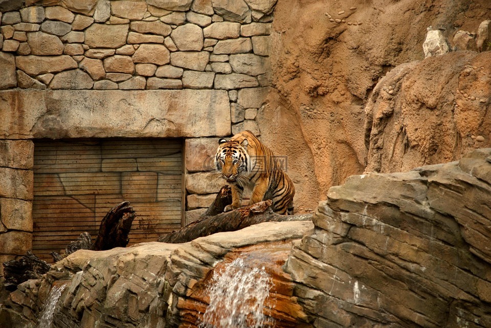 虎,动物园,复合