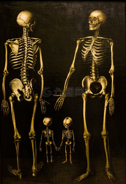 骨骼,家庭,框