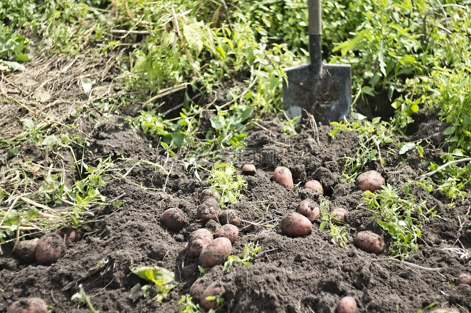 土豆,收获,蔬菜花园