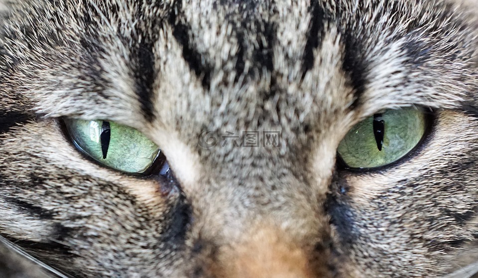 猫,眼睛,动物