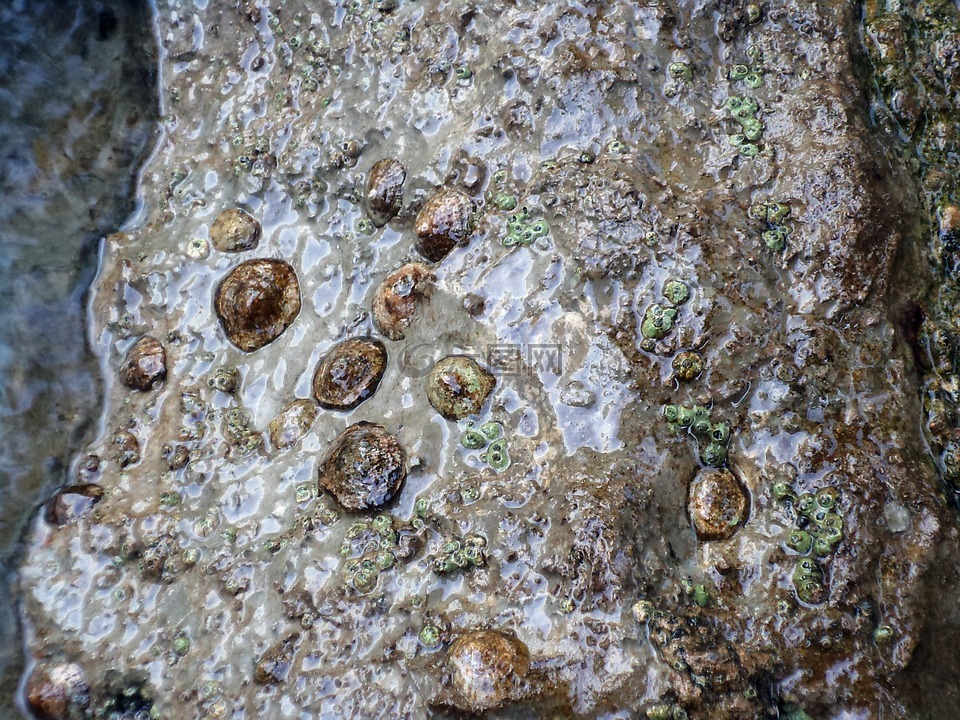 贝壳,海边的贝壳,石