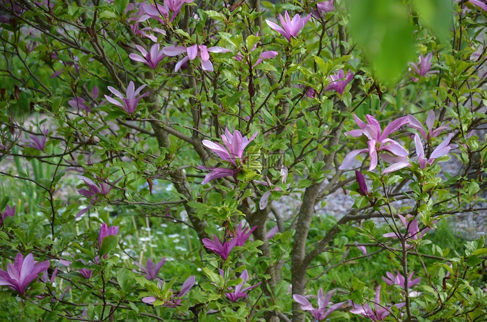 花灌木,紫,春天