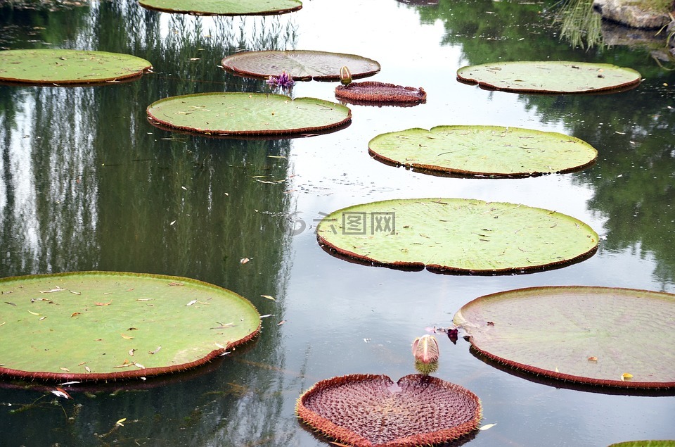 莲花,鲜花,半圈