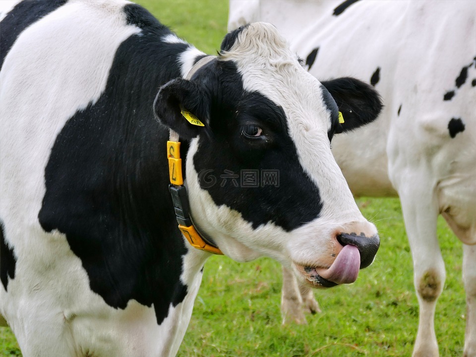 牛,面对,舌