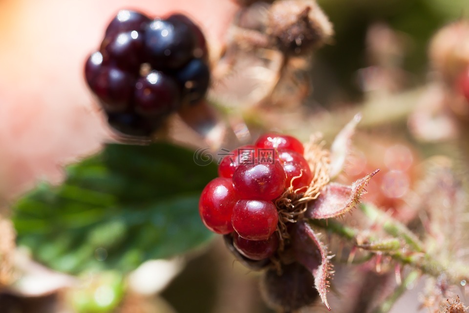 黑莓,茅茅sectio,wildwachsend