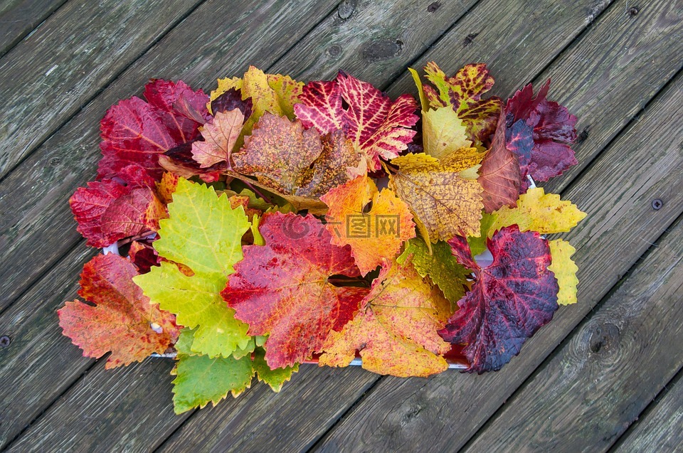 秋季,秋天的落叶,金色的秋天