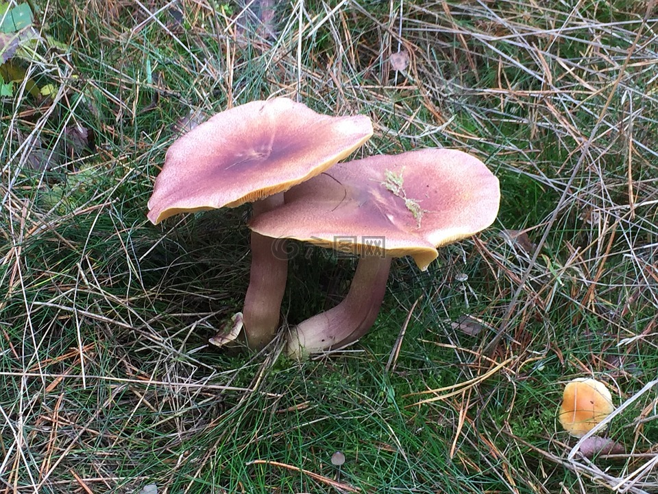 自然,蘑菇,秋