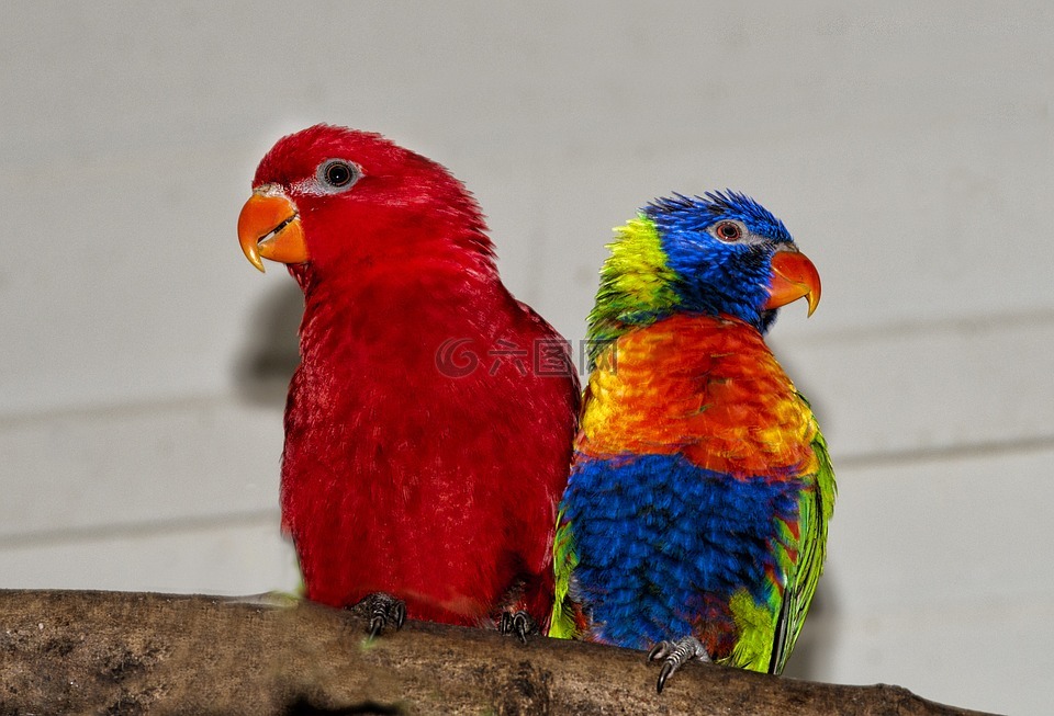 彩虹澳洲鹦鹉,lori 红,彩虹鹦鹉