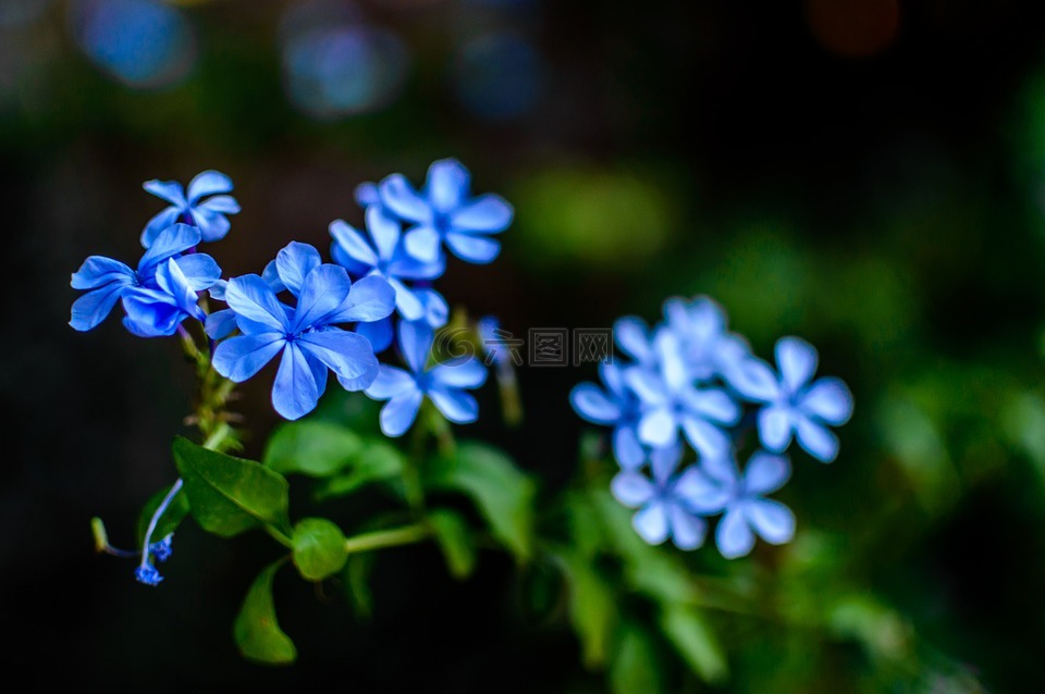 鲜花,蓝色,自然