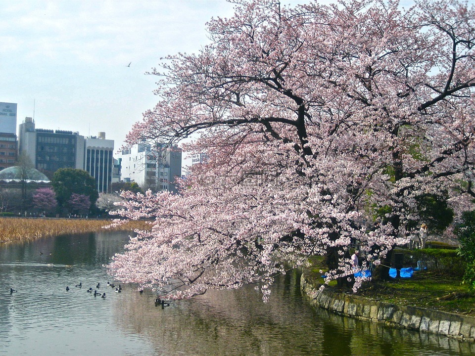 樱花,东京,故宫