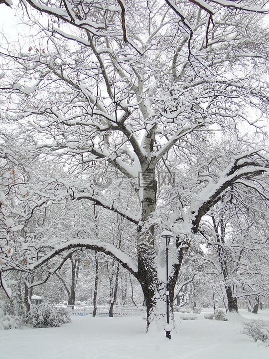 冬天的树读书卡模板图片
