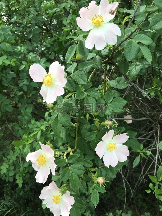 玫瑰,花卉,安纳托利亚的植物