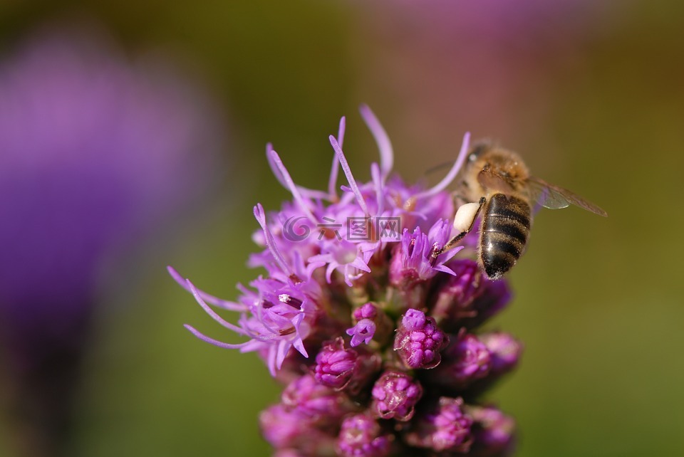 紫罗兰花,蜜蜂,关闭