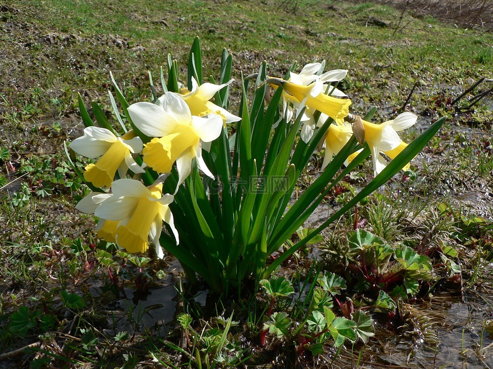 4 月贝尔,黄水仙,鲜花