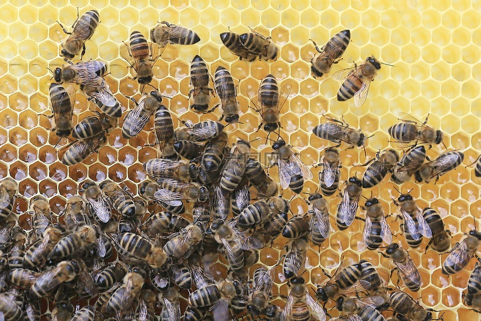 蜜蜂,蜂窝,养蜂人