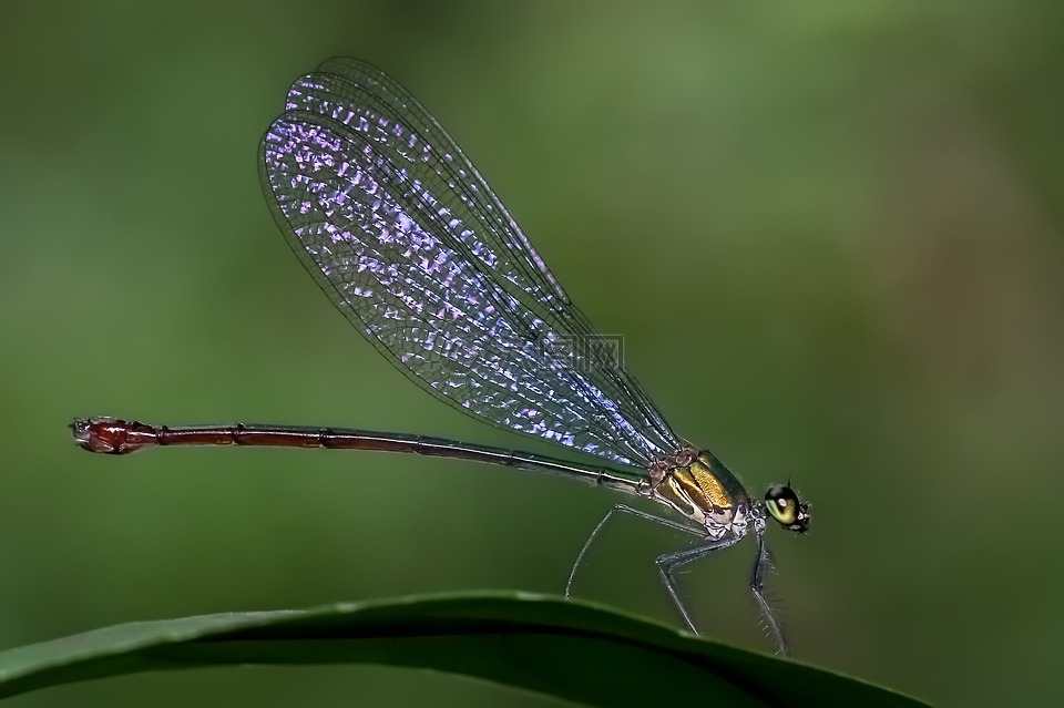 娘,蜻蜓目,常见的 flashwing