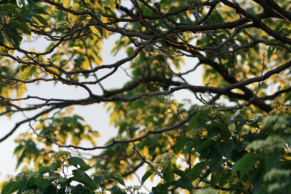 日本葡萄干,叶子,树