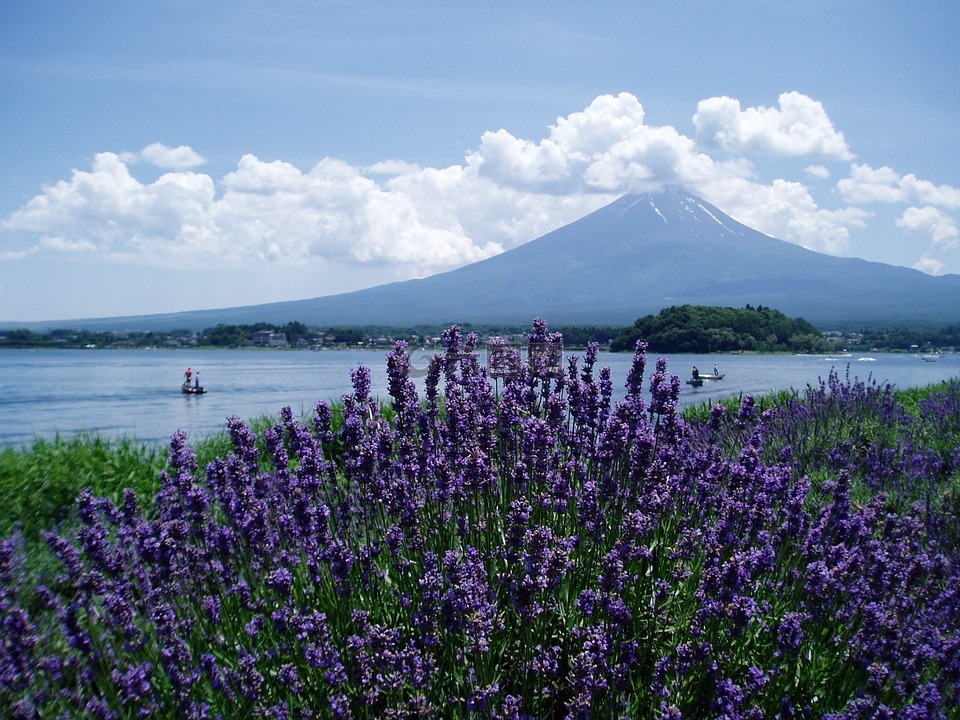 富士山,薰衣草,河口湖