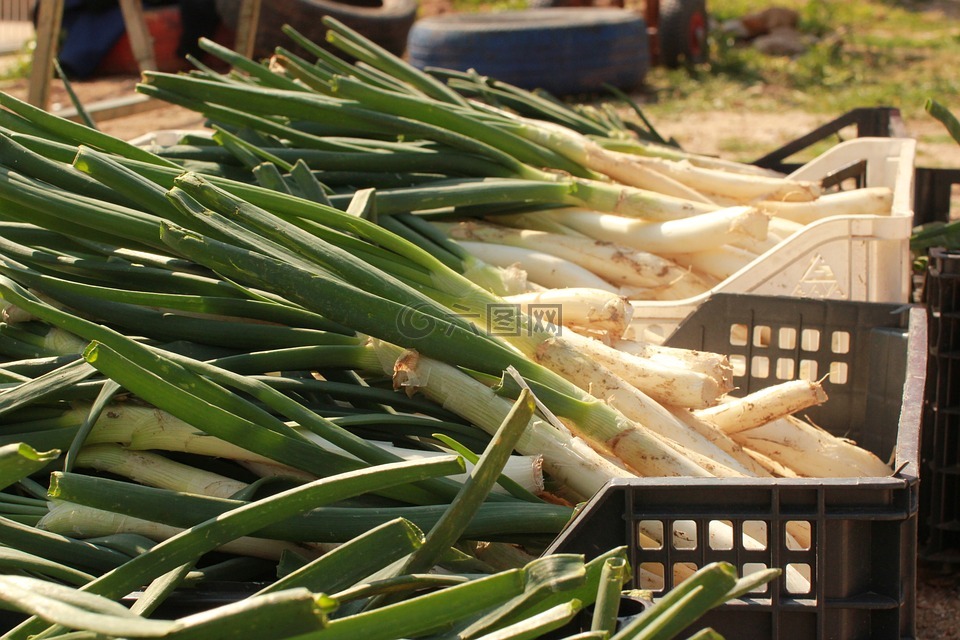 calcots,韭菜,食品