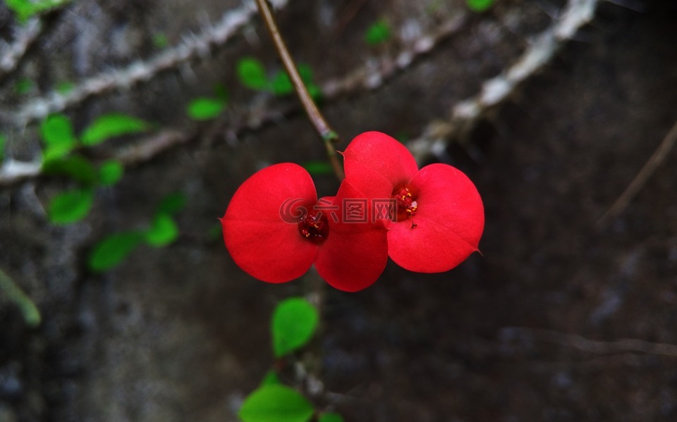 花,红色,唯美
