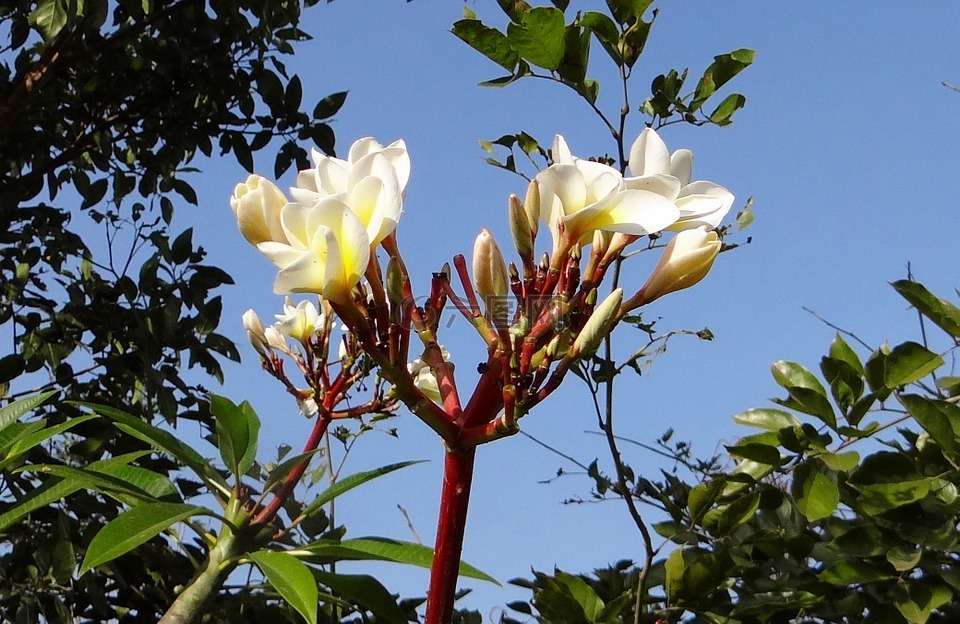 姜黄色百合花,常见的白色素馨花,花