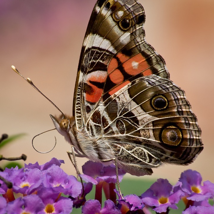 美国夫人的画蝴蝶,昆虫,特写