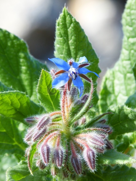 野生花卉,芽菜,布卢姆