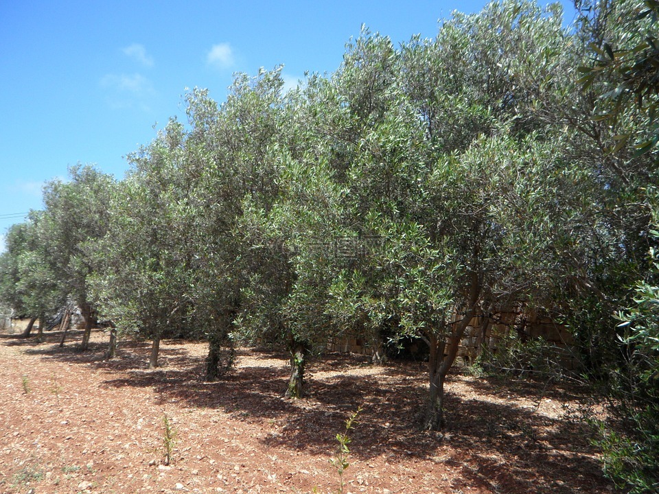 橄榄树,系列,橄榄