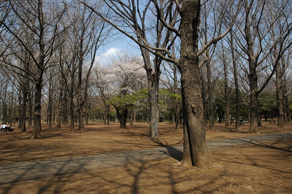 代代木公园,东京都面积,涩谷