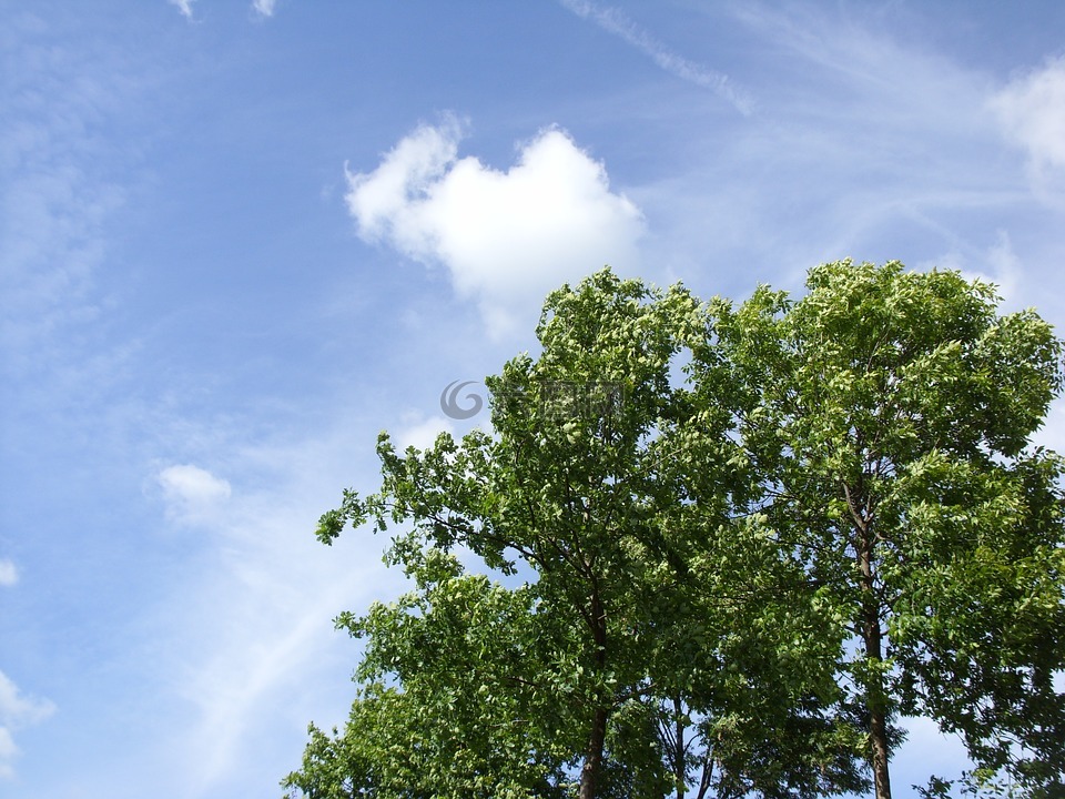 天空,树,夏天