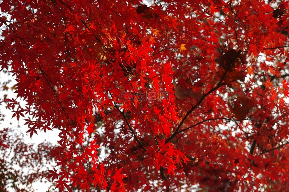枫叶,秋天,鲁迅公园