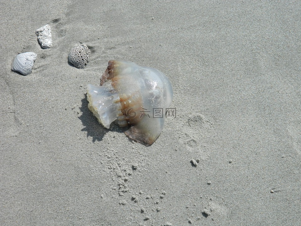 果冻鱼,海贝壳,海滩